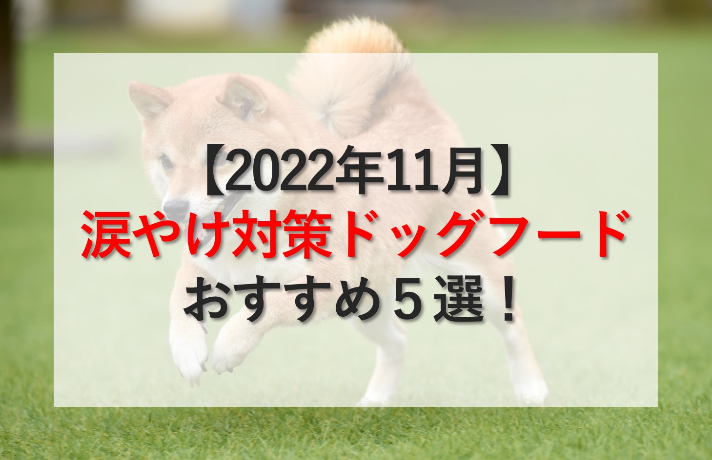 【2022年11月】涙やけ対策ドッグフードのおすすめ5選！