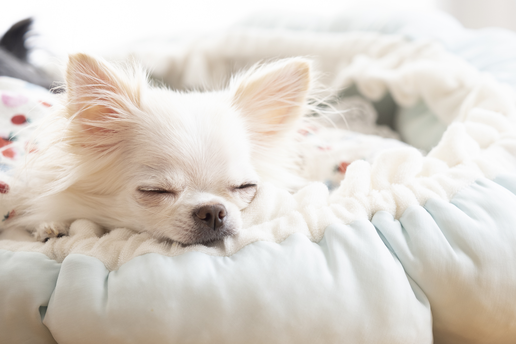 栄養価の高い「このこのごはん」を与える際は、愛犬の年齢や体重をみてあげてください！