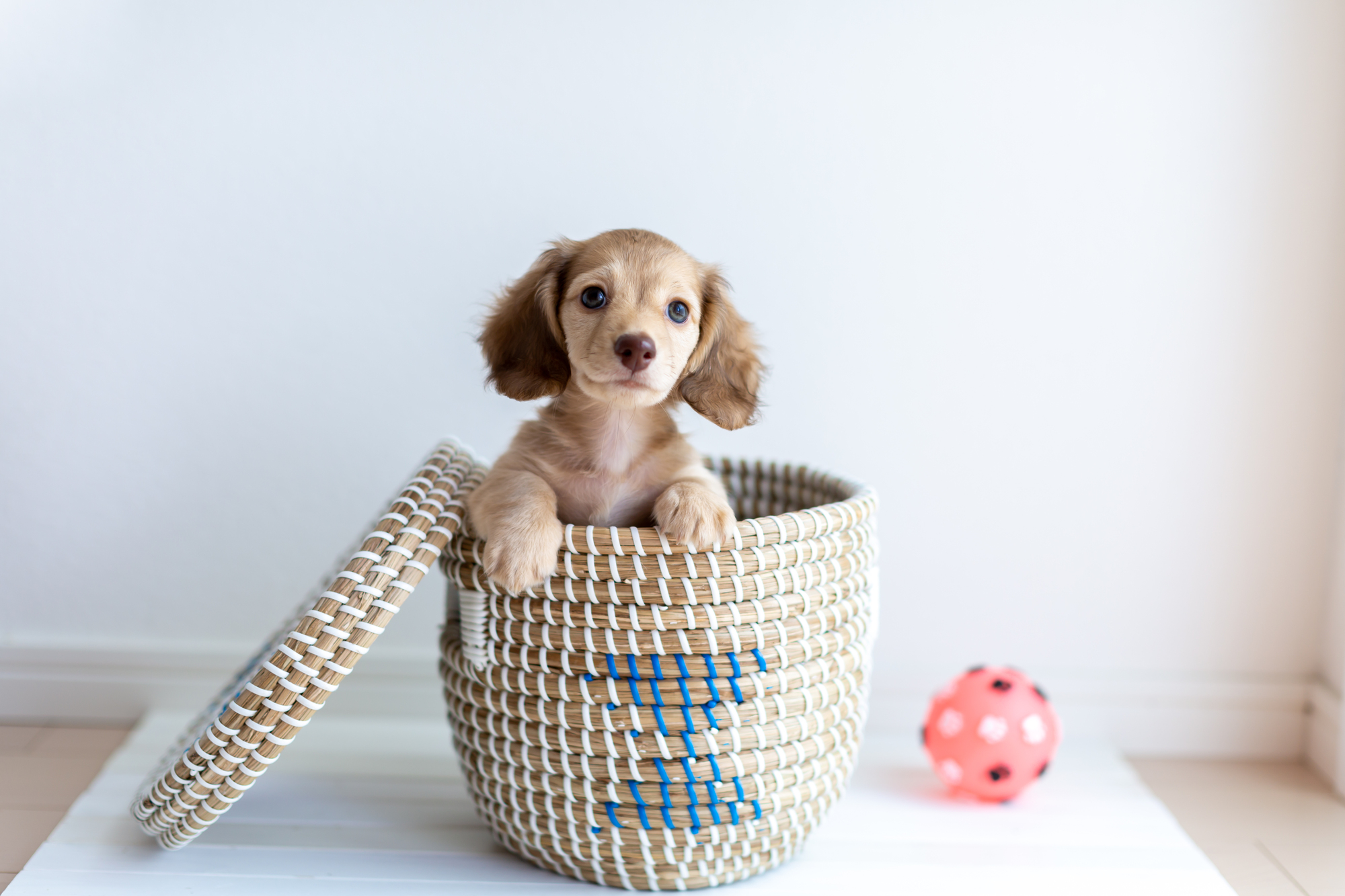 ドッグフードによる犬の涙やけとは？