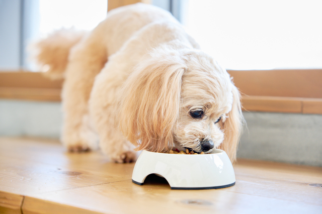 愛犬の涙やけ対策に最適なドッグフードを選ぼう！