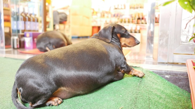 肥満の見分け方と太りやすい犬種