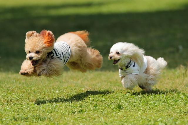 犬の肥満が引き起こす健康問題とその予防策