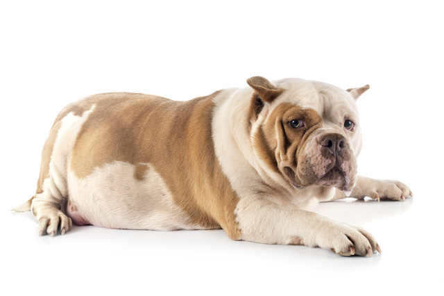 愛犬の肥満を判断するチェックポイント
