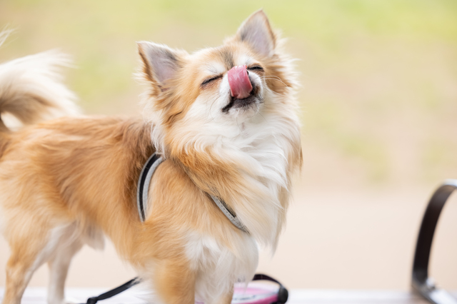 愛犬の健康に良いドッグフードとは？