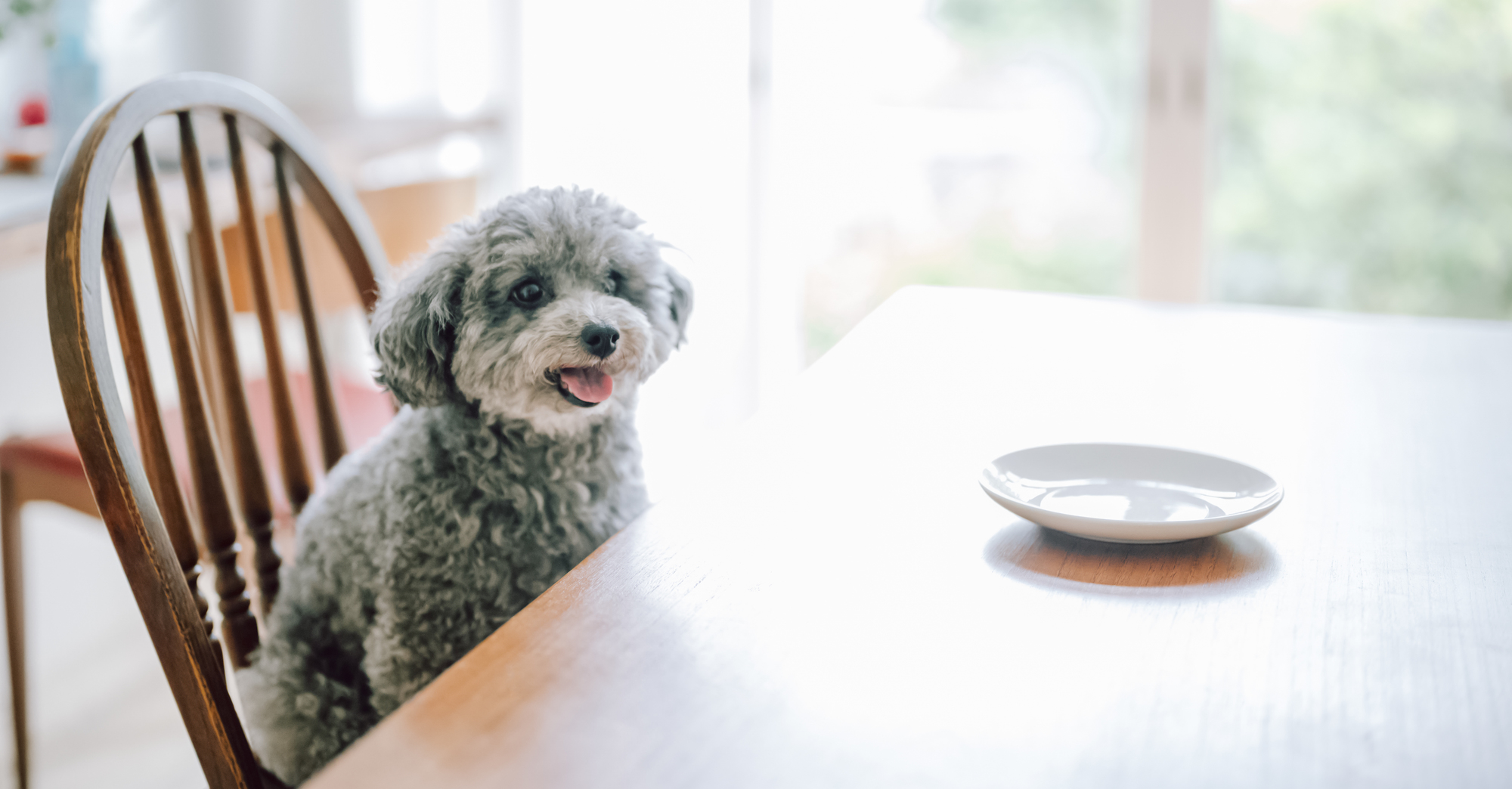 子犬に与えるドッグフードの量と回数について