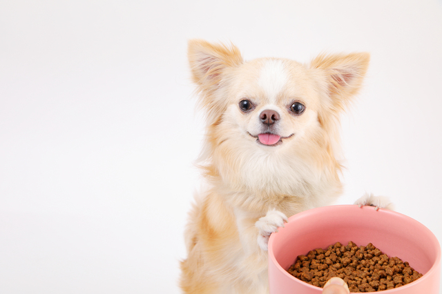 子犬のドッグフードを切り替えるときのポイント