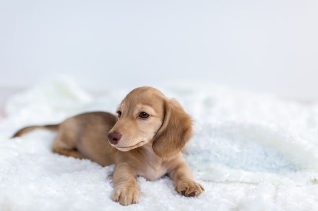 子犬の時期は消化しやすいドッグフードをふやかして与えよう