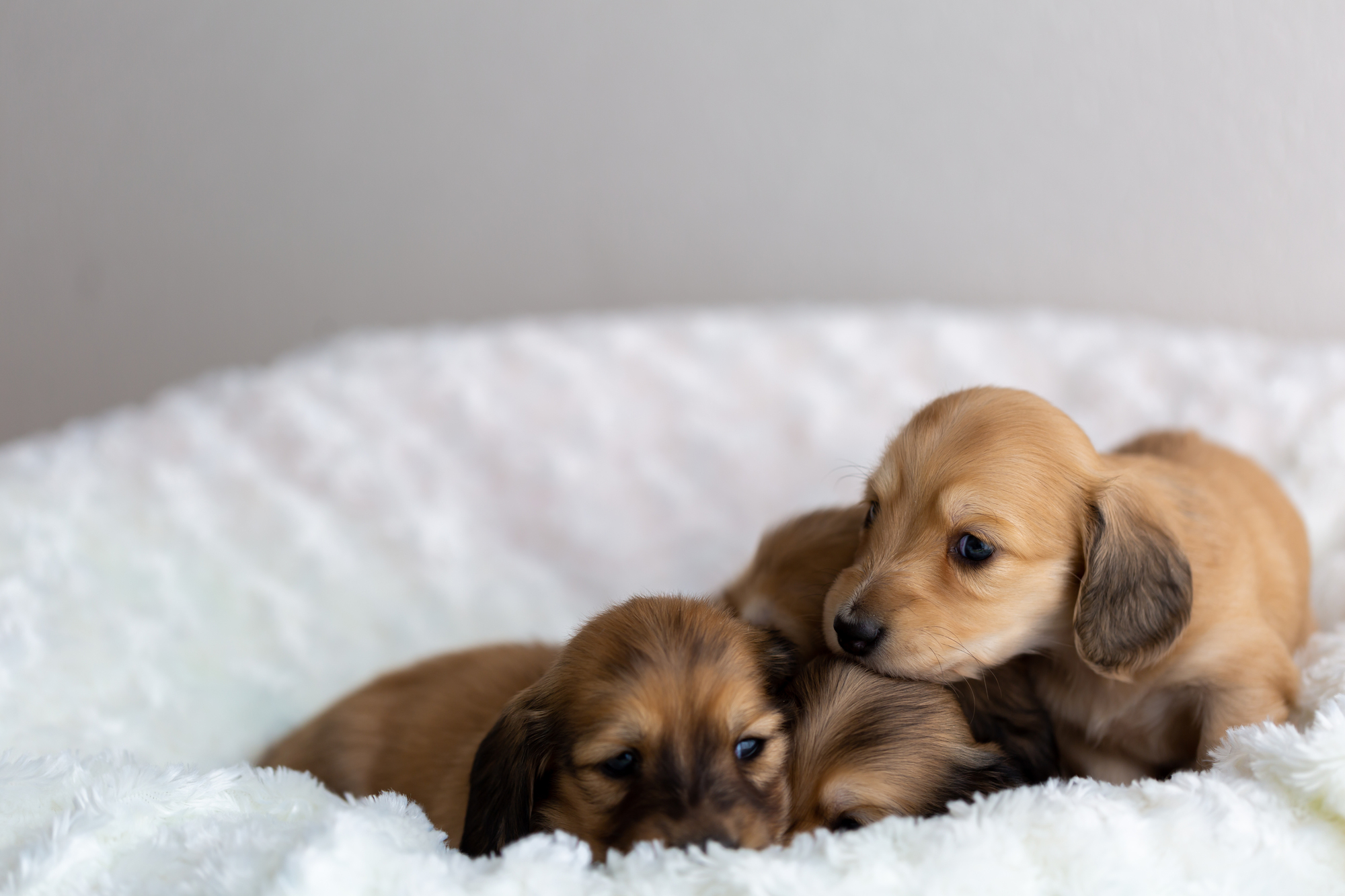 【子犬のごはん】まだ小さいわんちゃんのために！消化や健康に良いおすすめドッグフードをご紹介