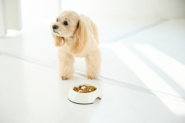 シニア犬の食欲と必要なフードの量