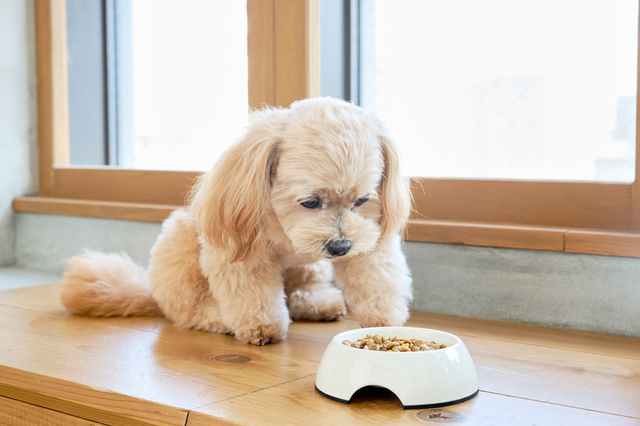 シニア犬がごはんを食べない原因と対処法