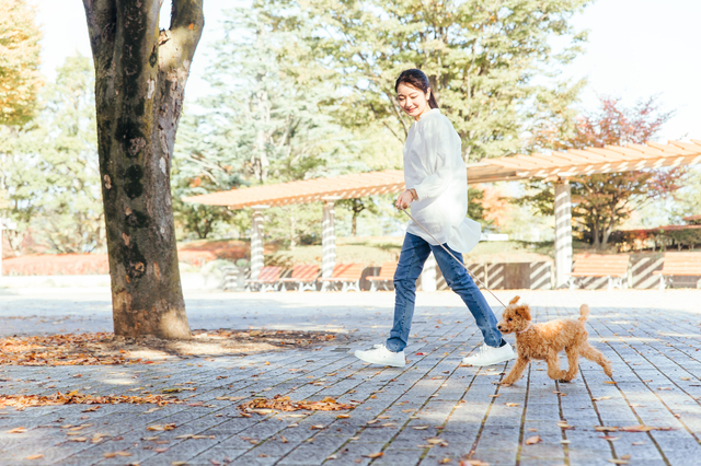 シニア犬のおやつは健康や体調に寄り添って選ぼう