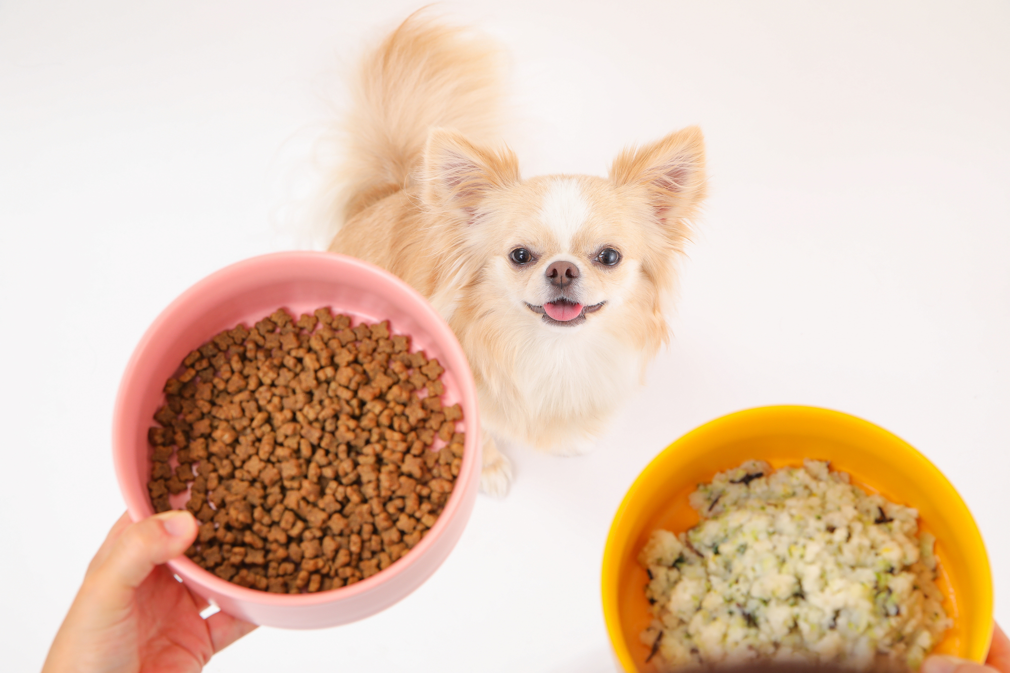 シニア犬用の食事に切り替えるタイミング