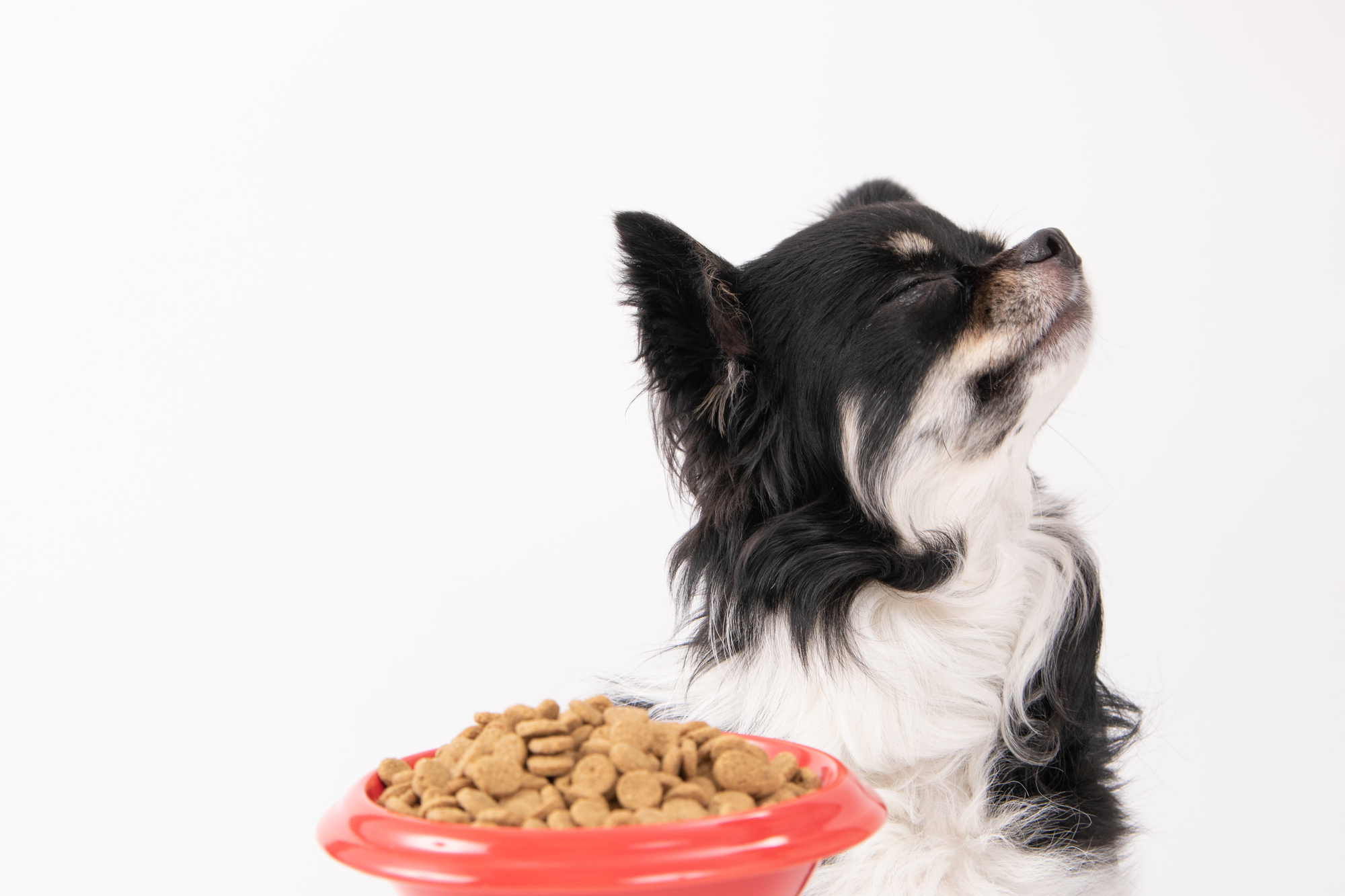 シニア犬がごはんを食べなくなる原因