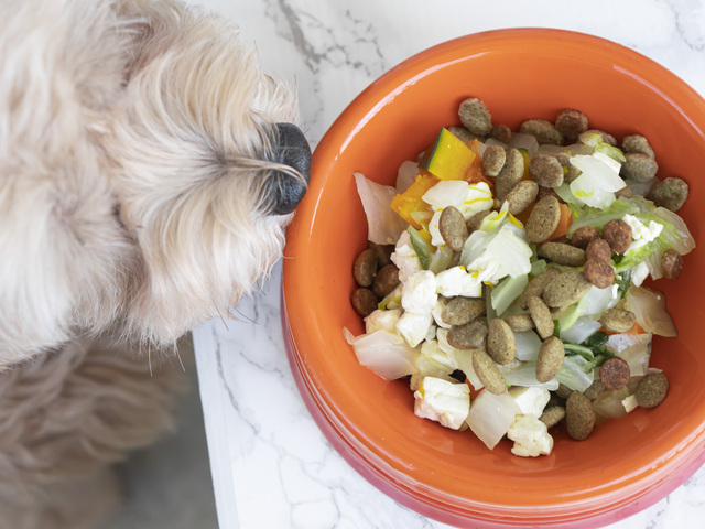 シニア犬の食事を食いつきやすくする工夫とは？