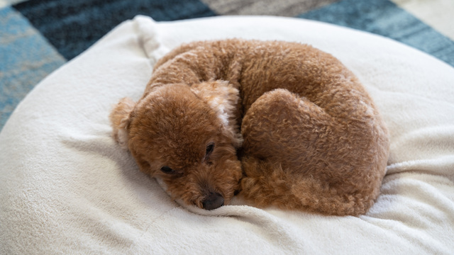 【飼い主必見】硬いものが食べにくいシニア犬の食事にオススメな栄養満点のドッグフード！