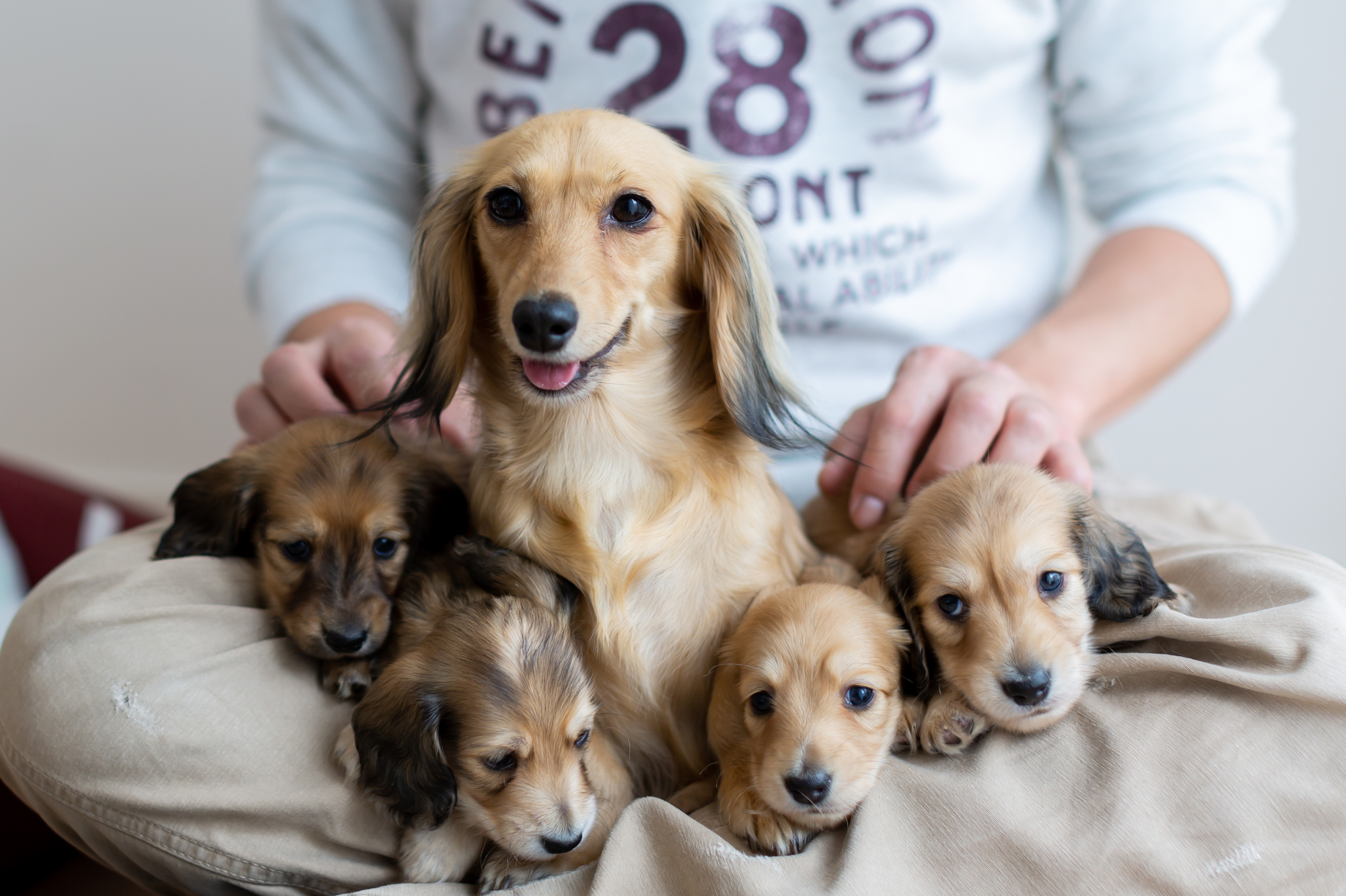 【おすすめドッグフード紹介】子犬からシニア犬まで年齢を問わず食べれるドッグフード一覧