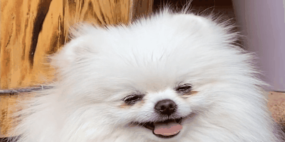 犬