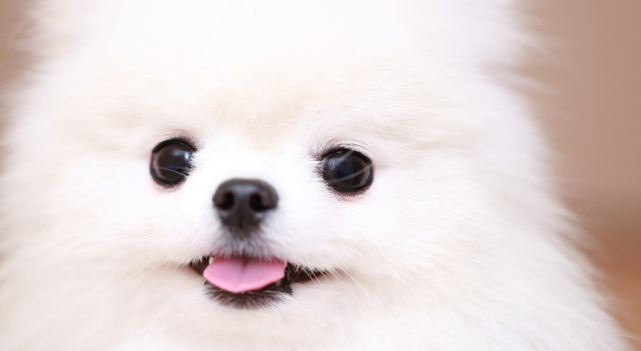 犬