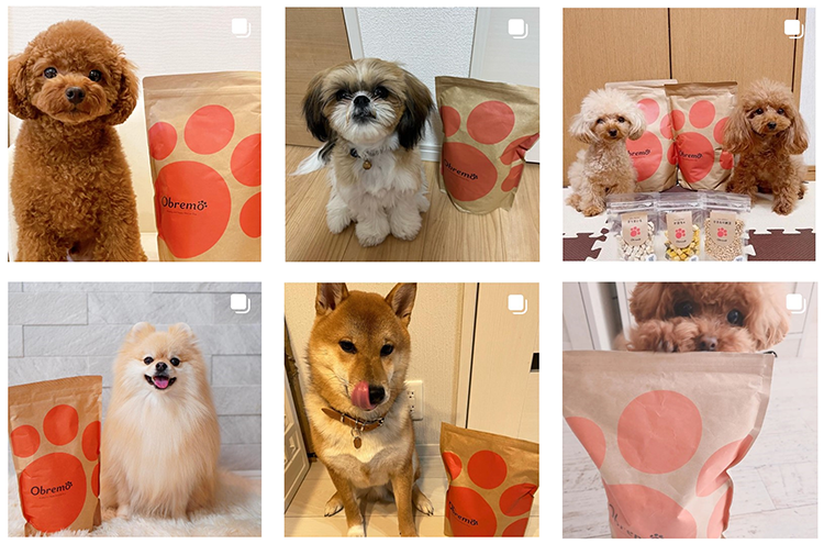 OBREMOと犬たち