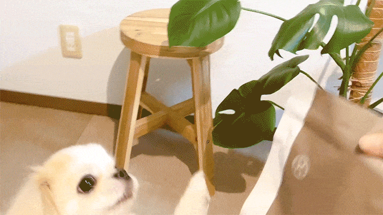 OBREMOと犬